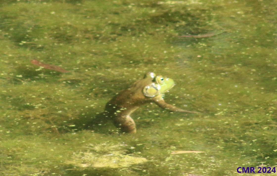 Frog Floating...or Walking?