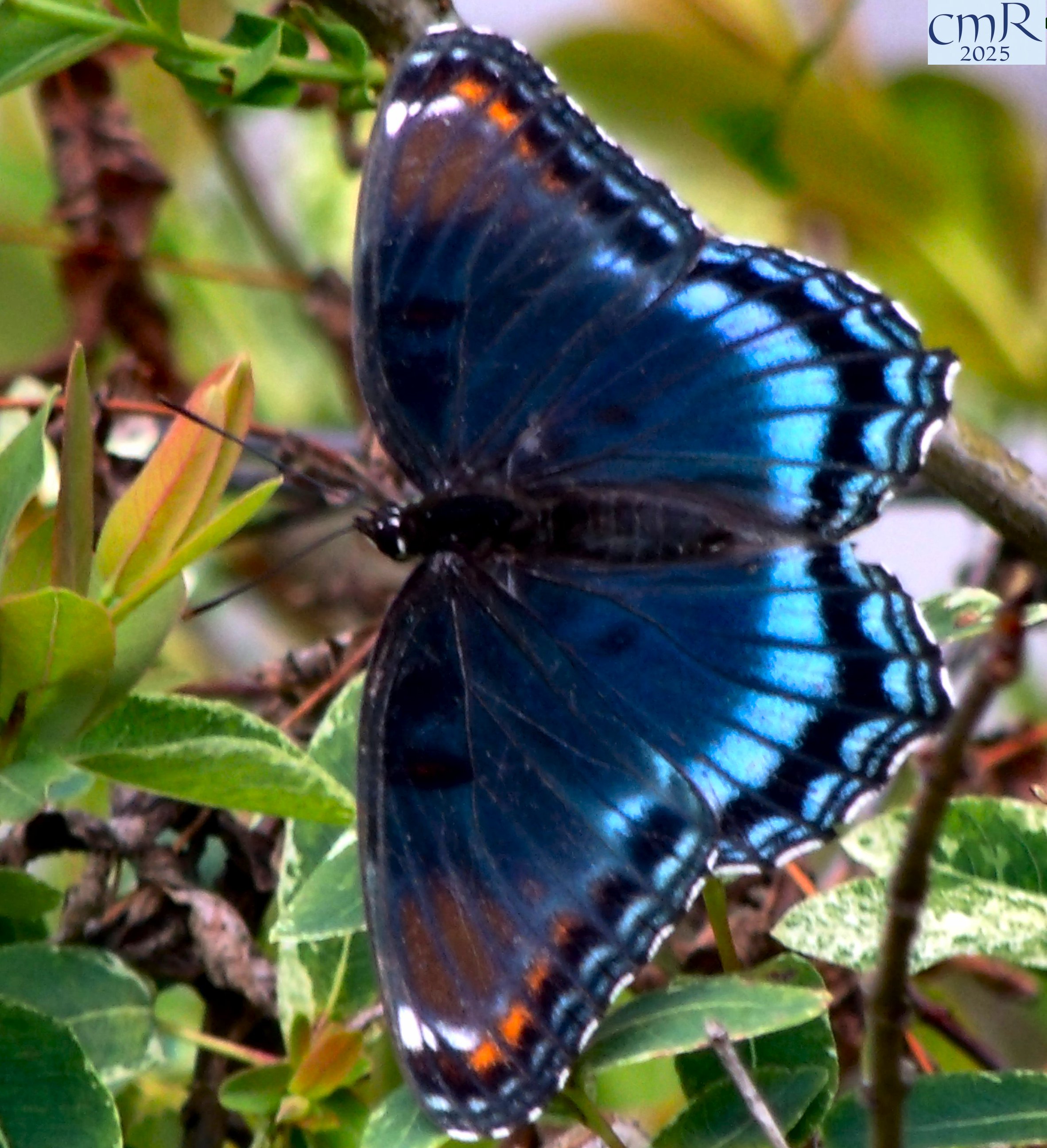 Tiger Swallowtail butterfly image